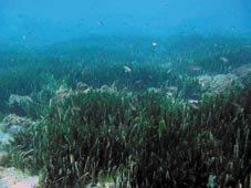 SOS por las praderas marinas en la Costa del Sol